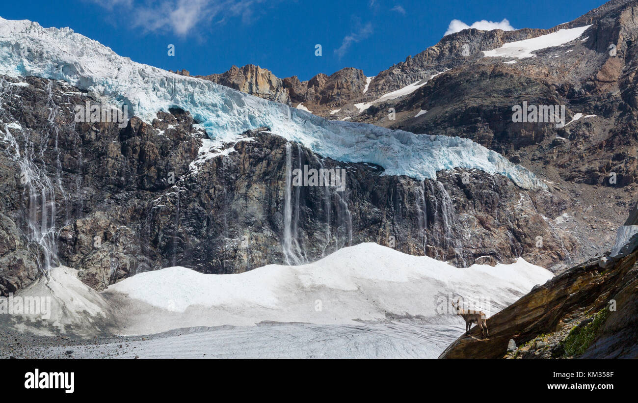 Parte anteriore dei ghiacciai e stambecchi - la fauna selvatica in alta montagna Valtellina (Alpi italiane) Foto Stock