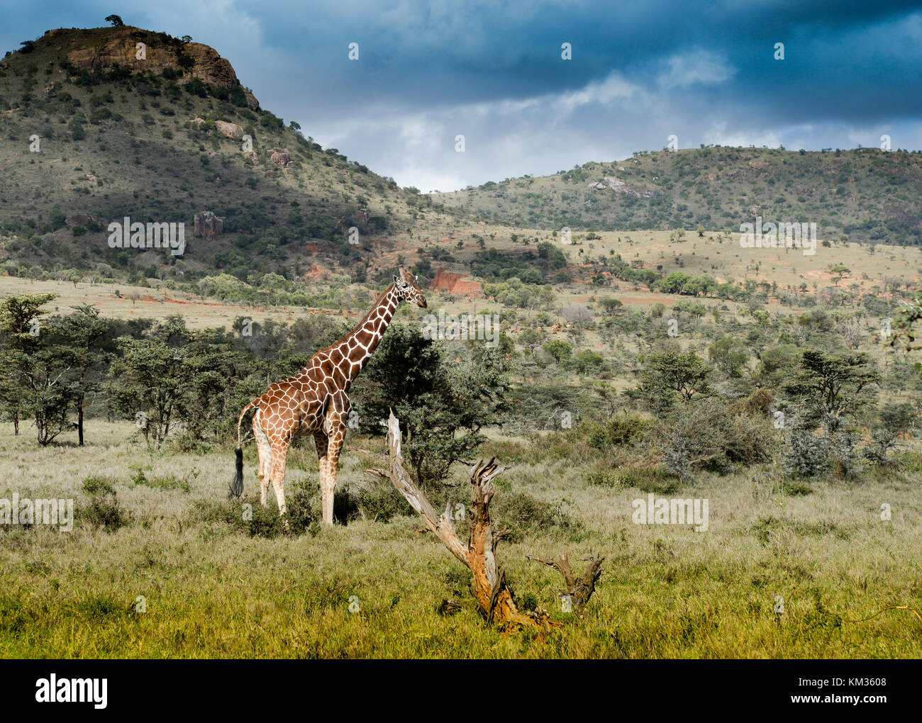 La giraffa reticolata noto anche come la giraffa somala, è originaria della Somalia, sud Etiopia e Kenya settentrionale. Foto Stock