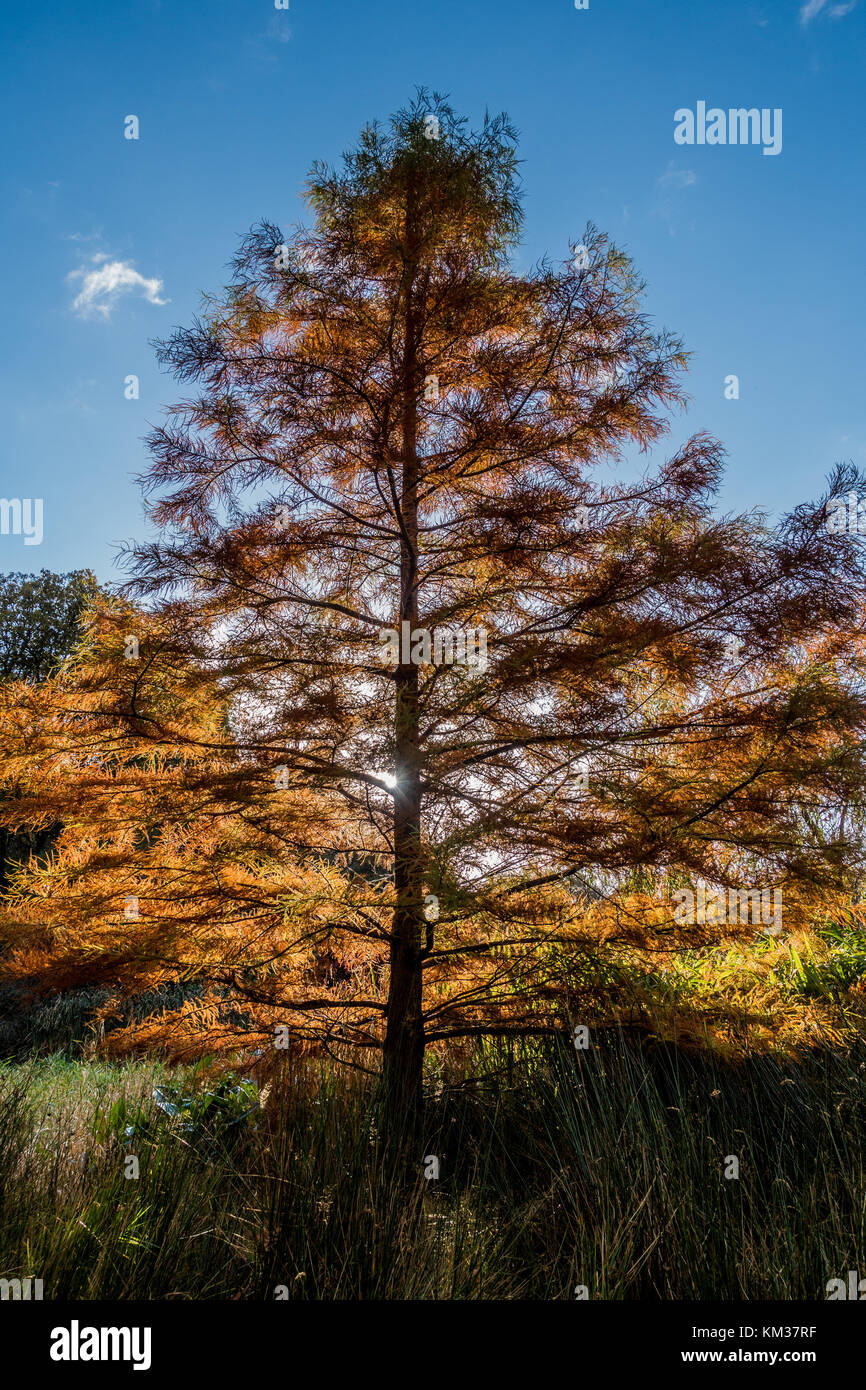 Sun splendenti attraverso gli alberi questo autunno Foto Stock