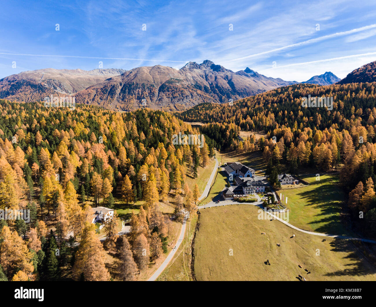 Autunno in Engadina, Alpi Svizzere. Foresta con piccole baite e mucche in un prato Foto Stock