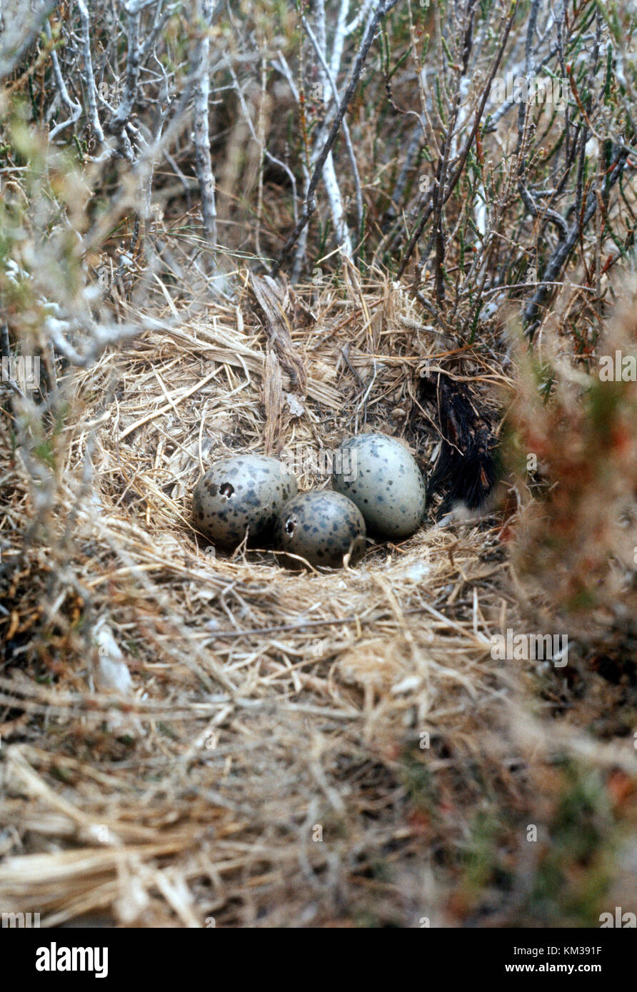 Giallo-zampe Gabbiano Aringhe (Larus michahellis) nido/uova sulla berlina. Foto Stock