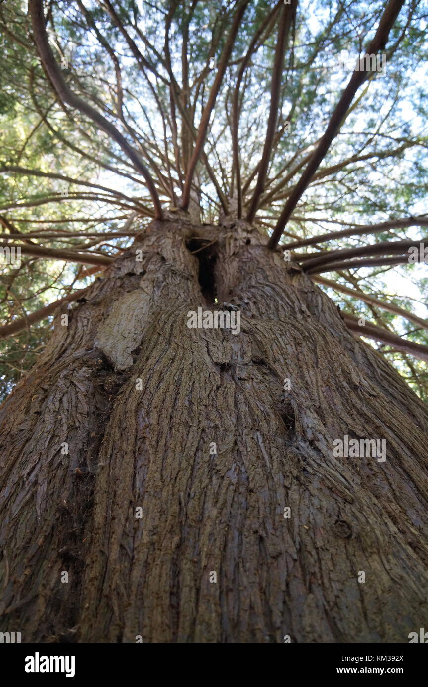 Verso l'alto angolo albero verticale con molti rami. Foto Stock