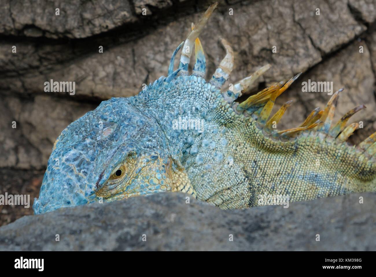 Lucertola Azzurra - verde / Iguana iguana americana - Foto Stock