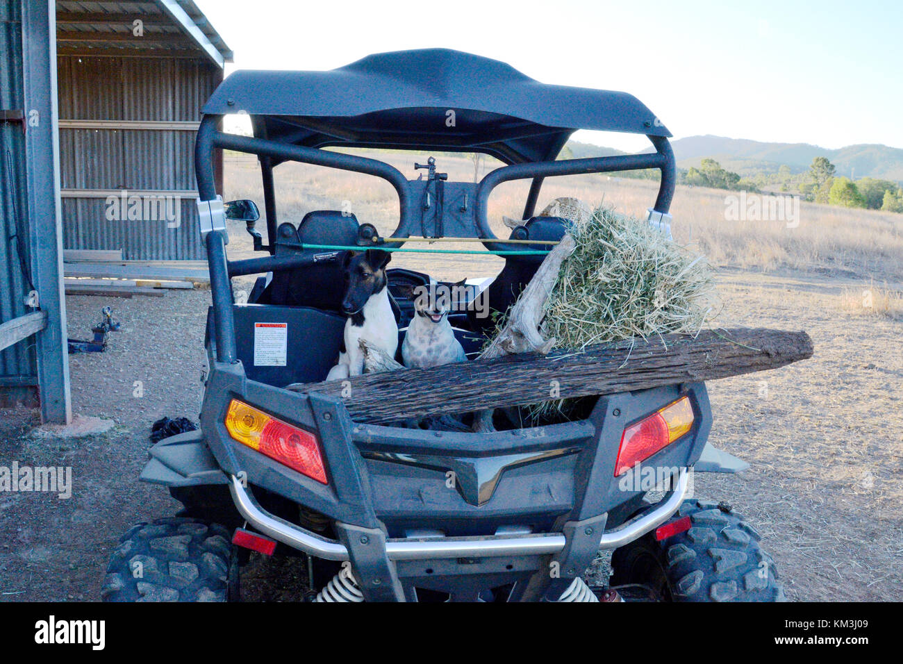 Cani nel retro del veicolo. AUSTRALIA Foto Stock