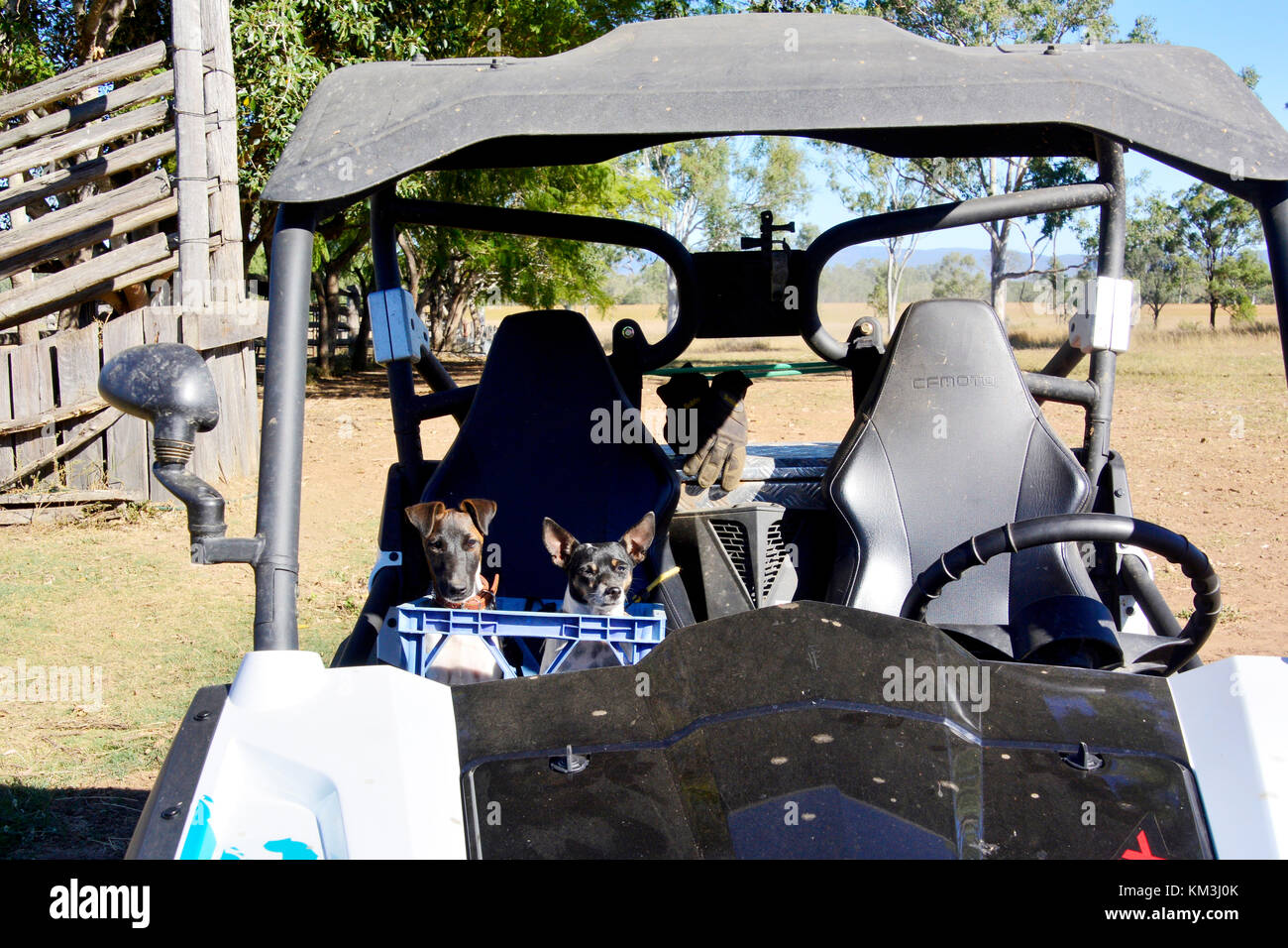 Cani nel retro del veicolo. AUSTRALIA Foto Stock