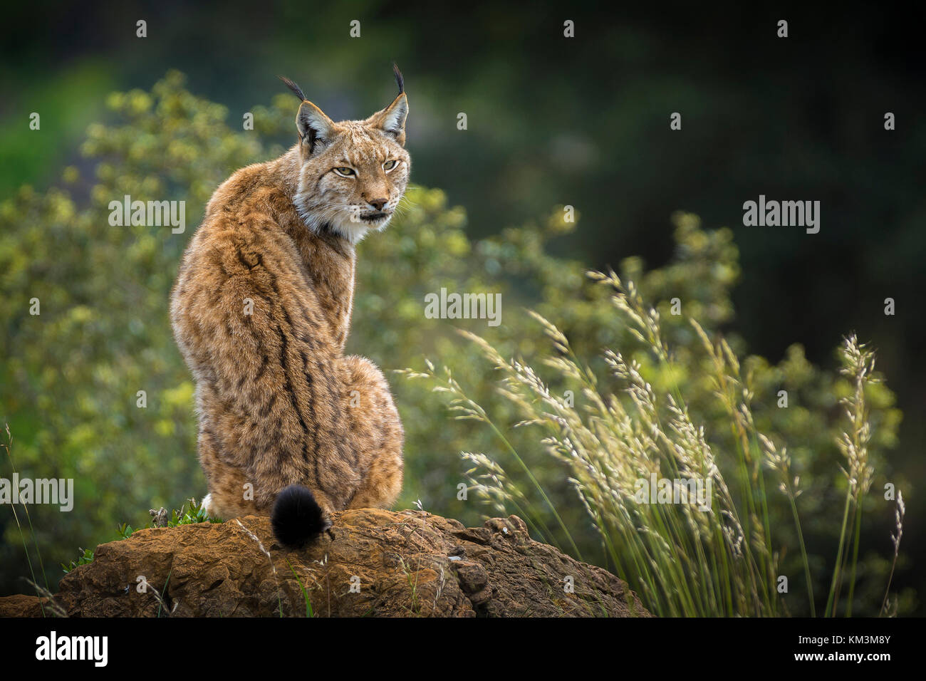 Borel lynx ritratto Foto Stock