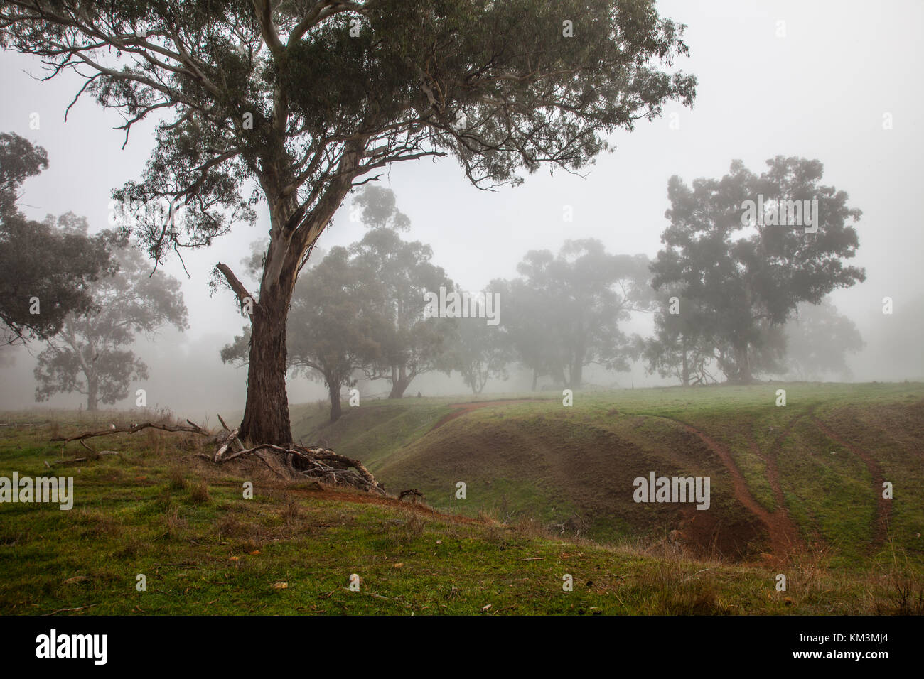 Una fredda mattinata nebbiosa nel paese del Nuovo Galles del Sud Foto Stock