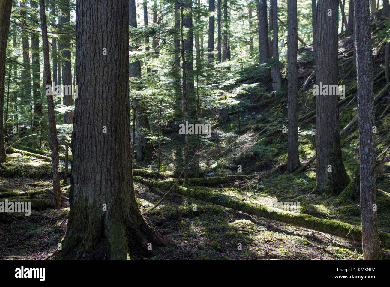 Foresta, montagne rocciose canadesi Foto Stock