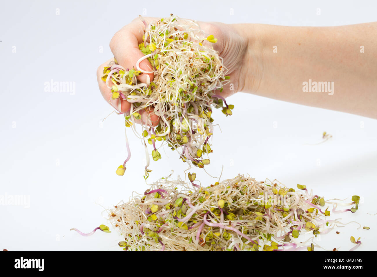 Freschi di germogli alfalfa isolati su sfondo bianco Foto Stock