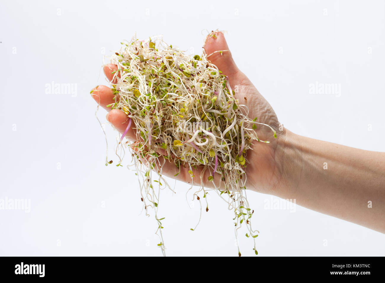 Freschi di germogli alfalfa isolati su sfondo bianco Foto Stock