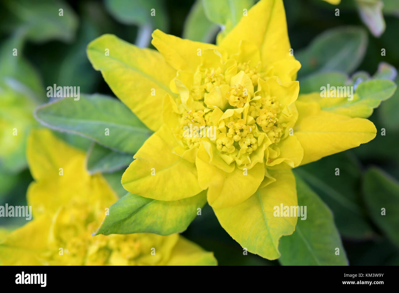 Fiore giallo di euphorbia polychroma, comunemente chiamato euforbia cuscino, chiudere fino a primavera. Foto Stock