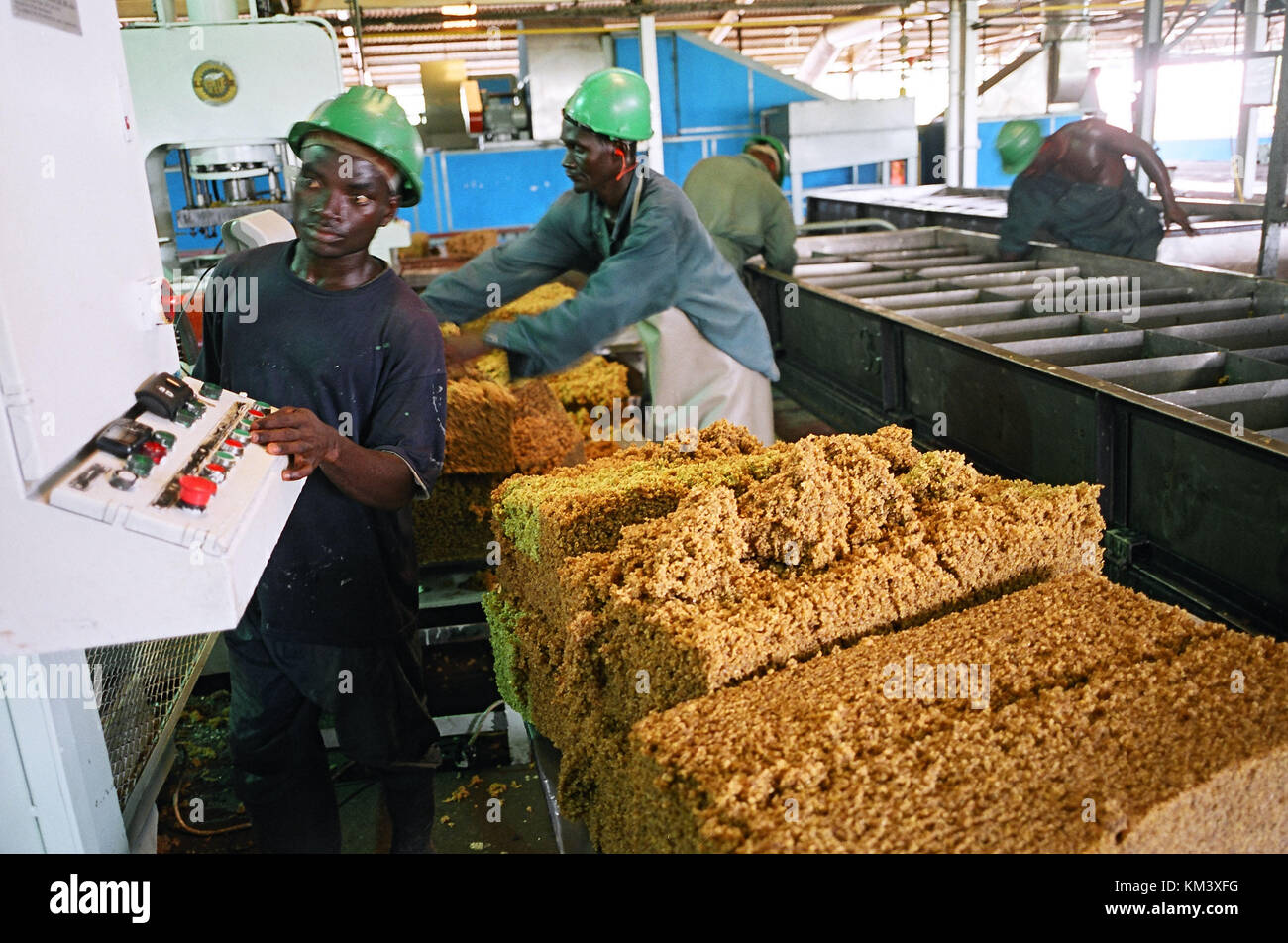 Lavoratori di produzione di gomma fabbrica, torkwa, sud Ghana, Africa occidentale, Africa © Credito marco vacca/sintesi/alamy stock photo.Caption locale ** Foto Stock