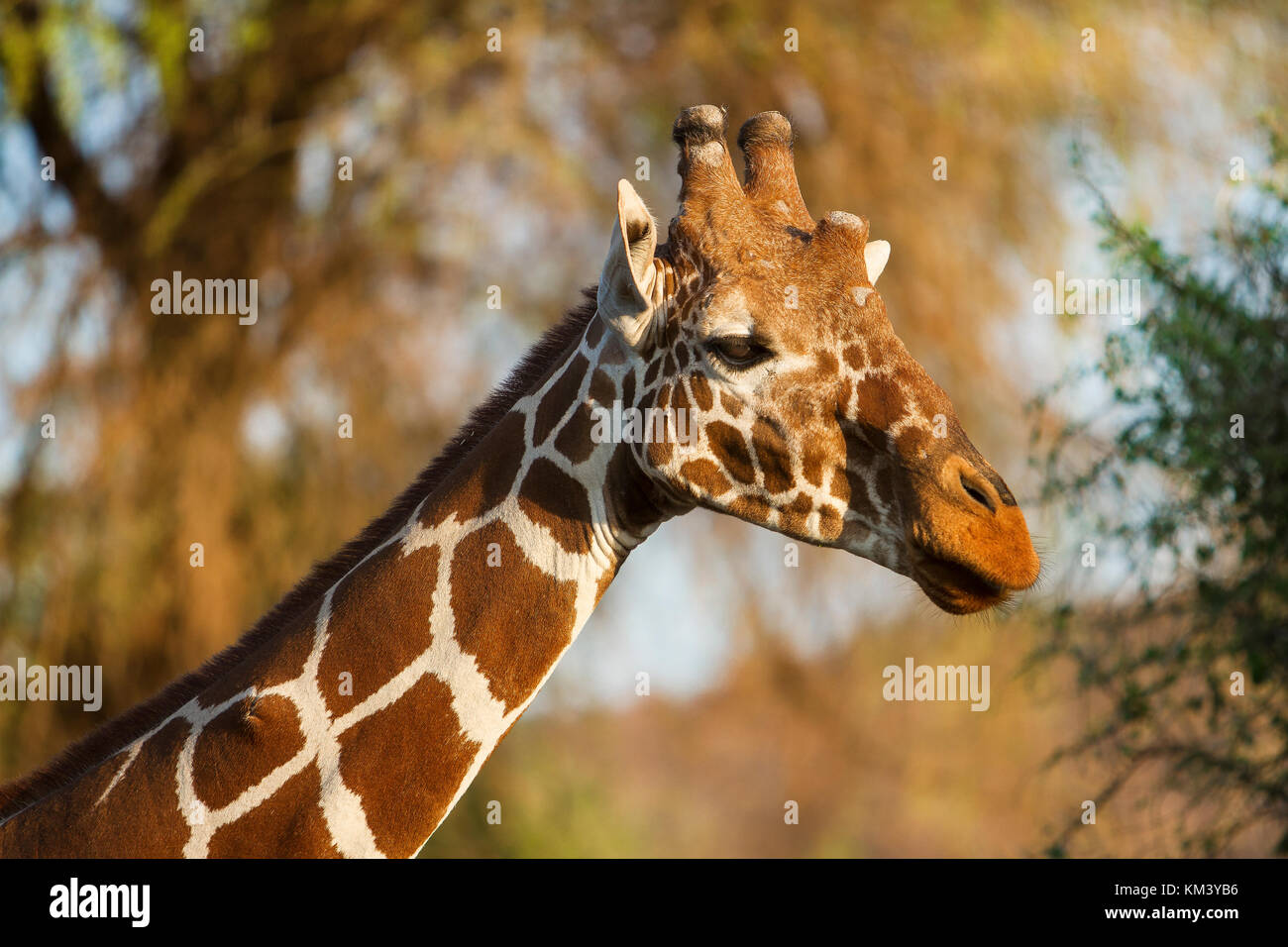 Giraffa reticolata kenya Foto Stock