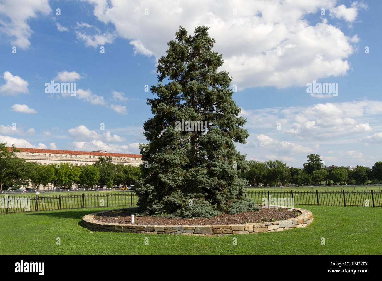 La Nazionale di albero di Natale è un grande albero sempreverde situato nel quadrante nordest dell'ellisse vicino alla Casa Bianca di Washington, D.C. Foto Stock