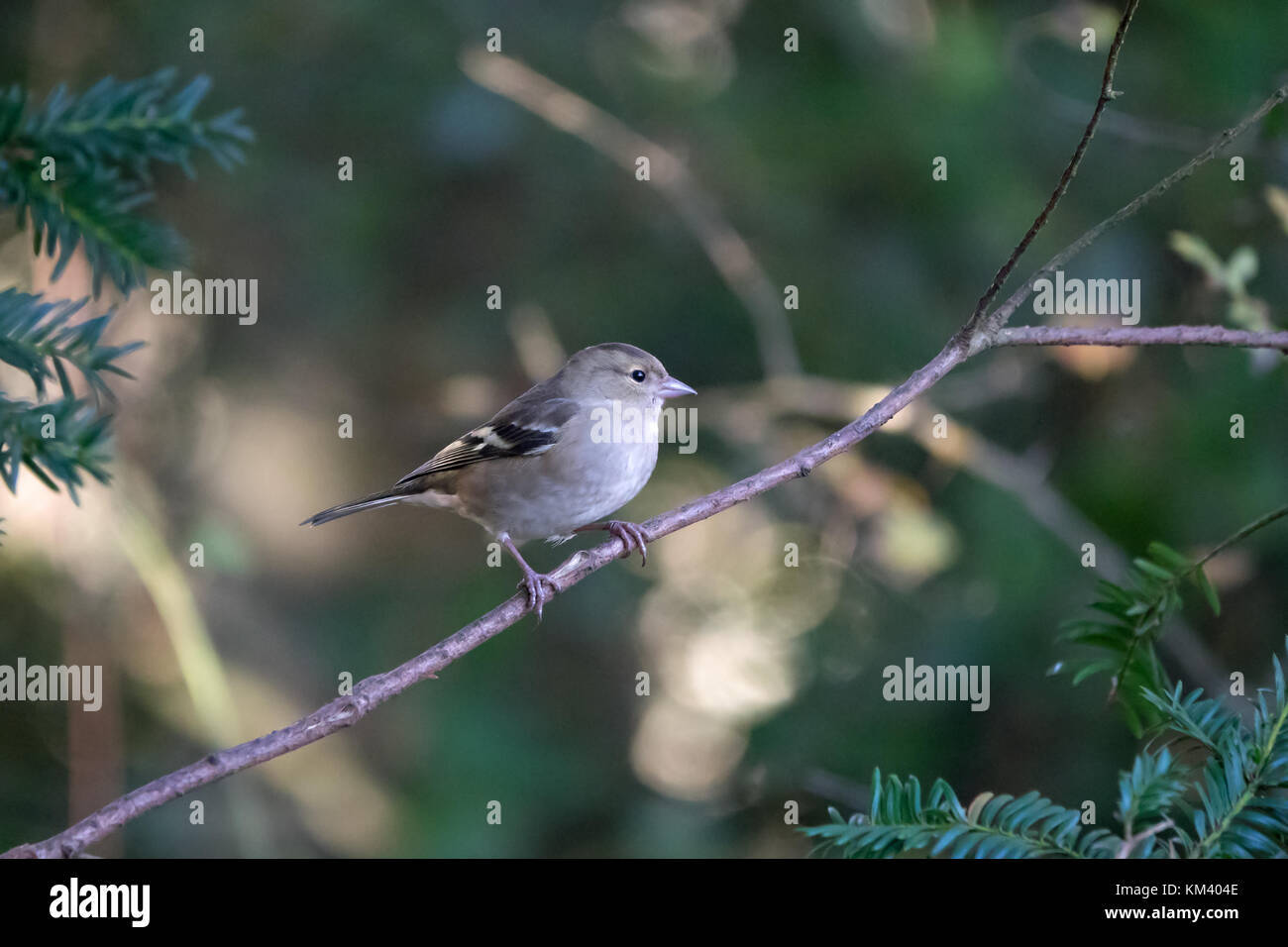 Campagna piccolo uccello fringuello femmina appollaiata su ramoscello nel bosco. Foto Stock