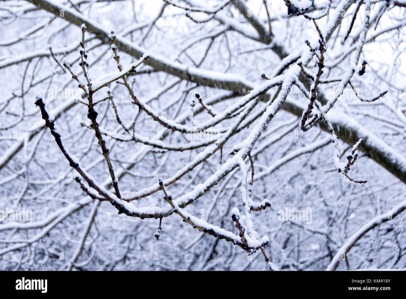 Il frassino ramo spolverato di neve come una bufera di neve cade a Sheffield, Regno Unito Foto Stock