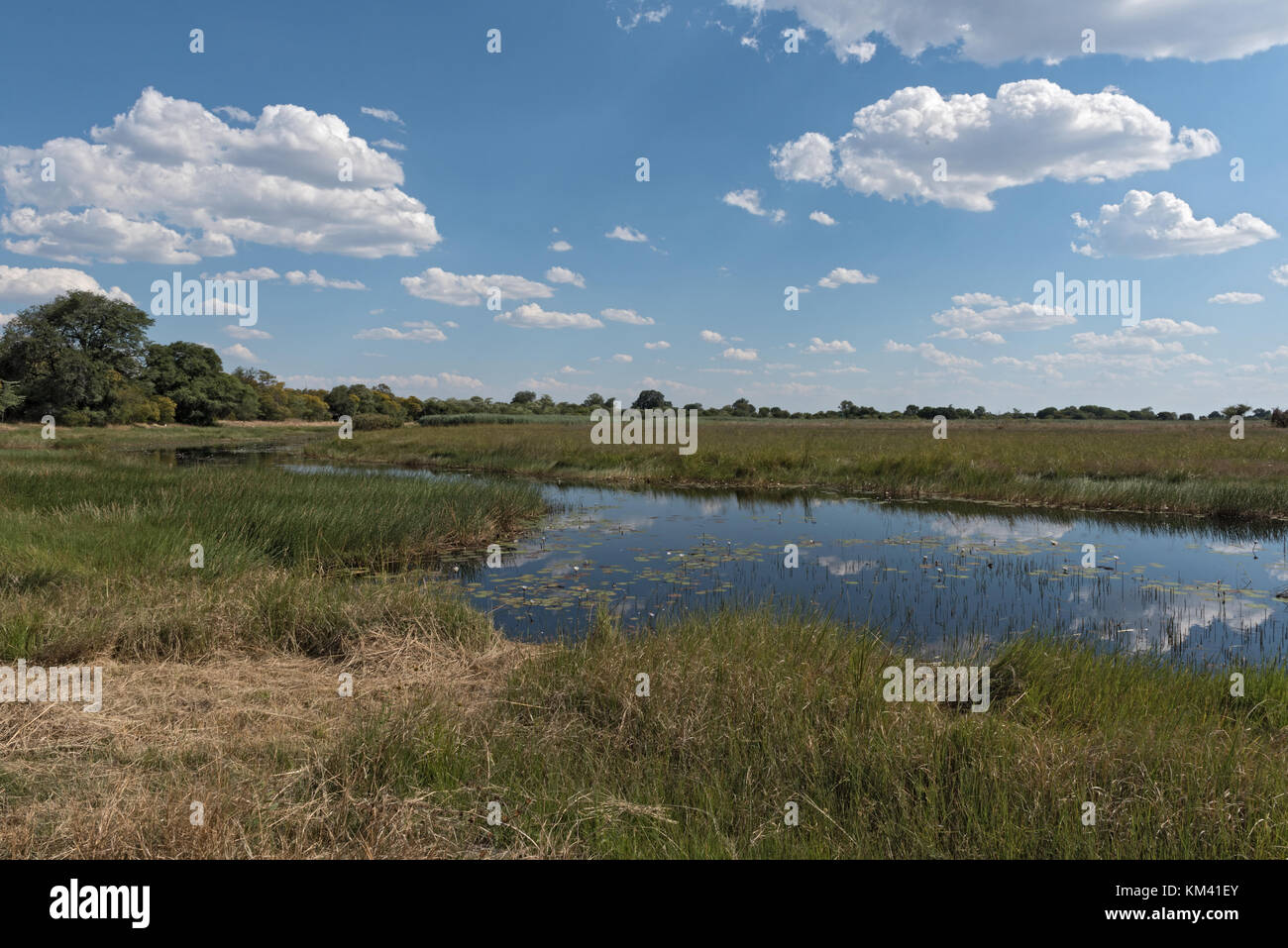 Fiume linyanti e paludi in Namibia, Africa Foto Stock Fiume linyanti e paludi in Namibia, Africa Foto Stock