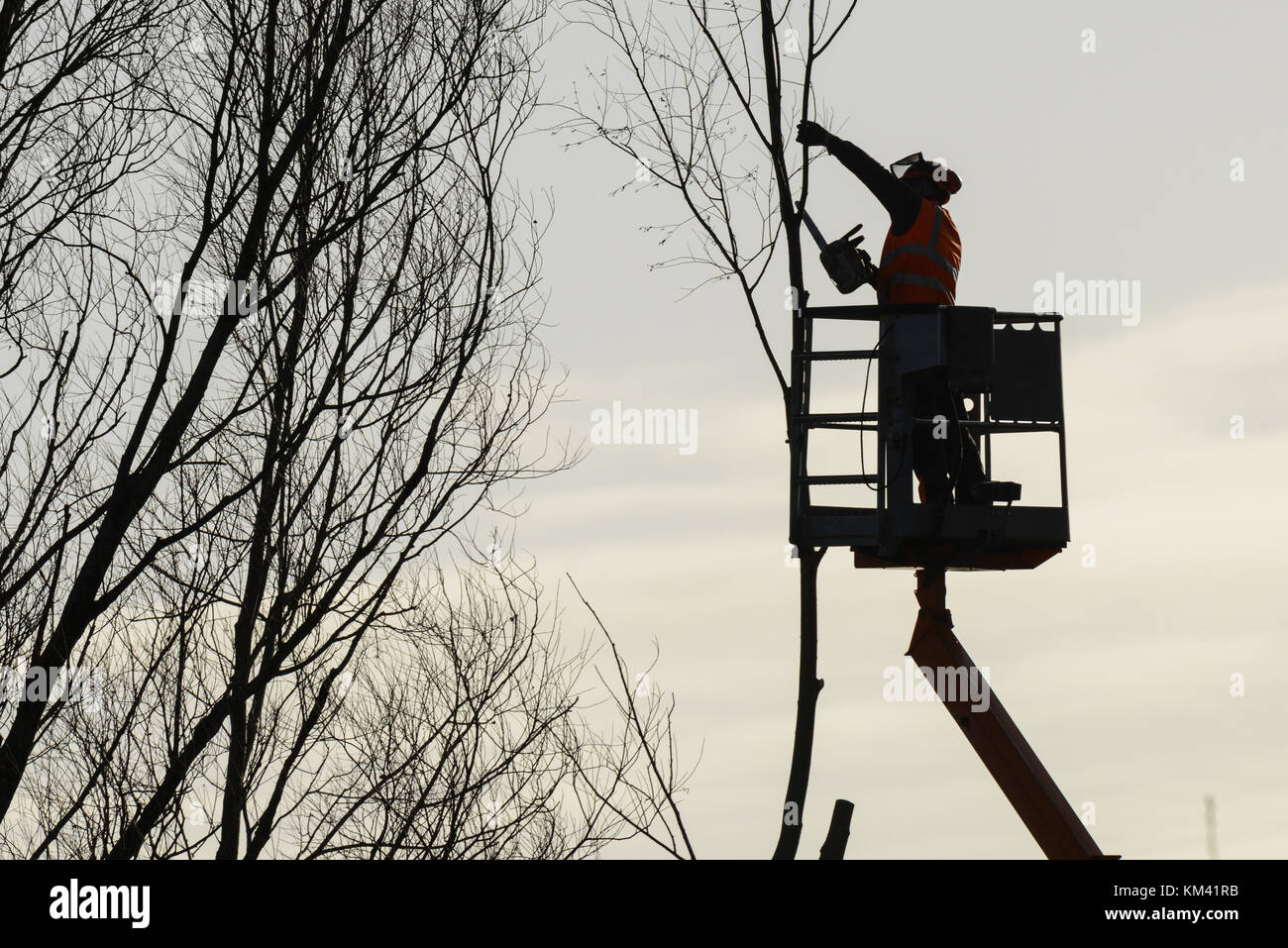 Scalatore ad albero con sega e cablaggio, lumberjack al lavoro Foto Stock