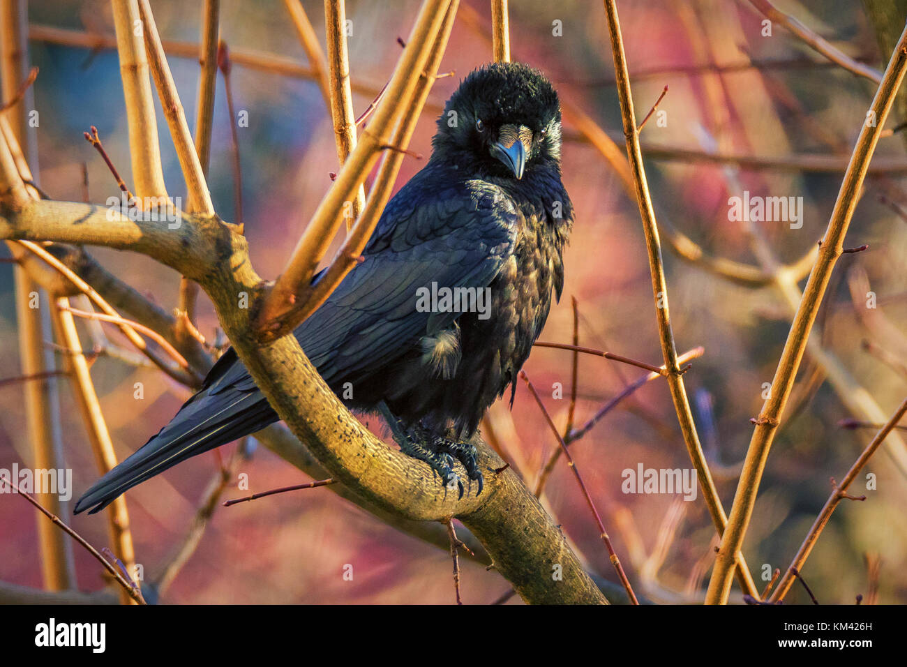 Crow su un albero Foto Stock