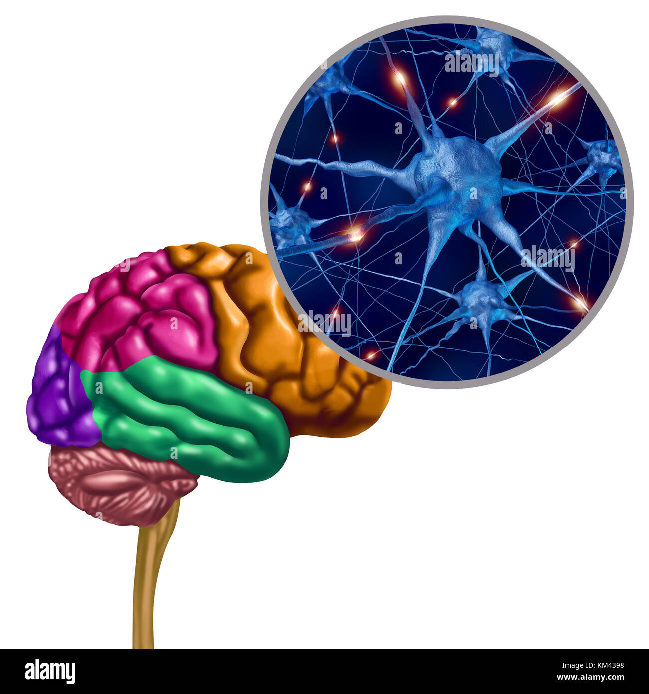 I neuroni attivi del lobo cerebrale come un ogan umano pensante con ingrandimento del neurone con elementi illustrativi 3D. Foto Stock