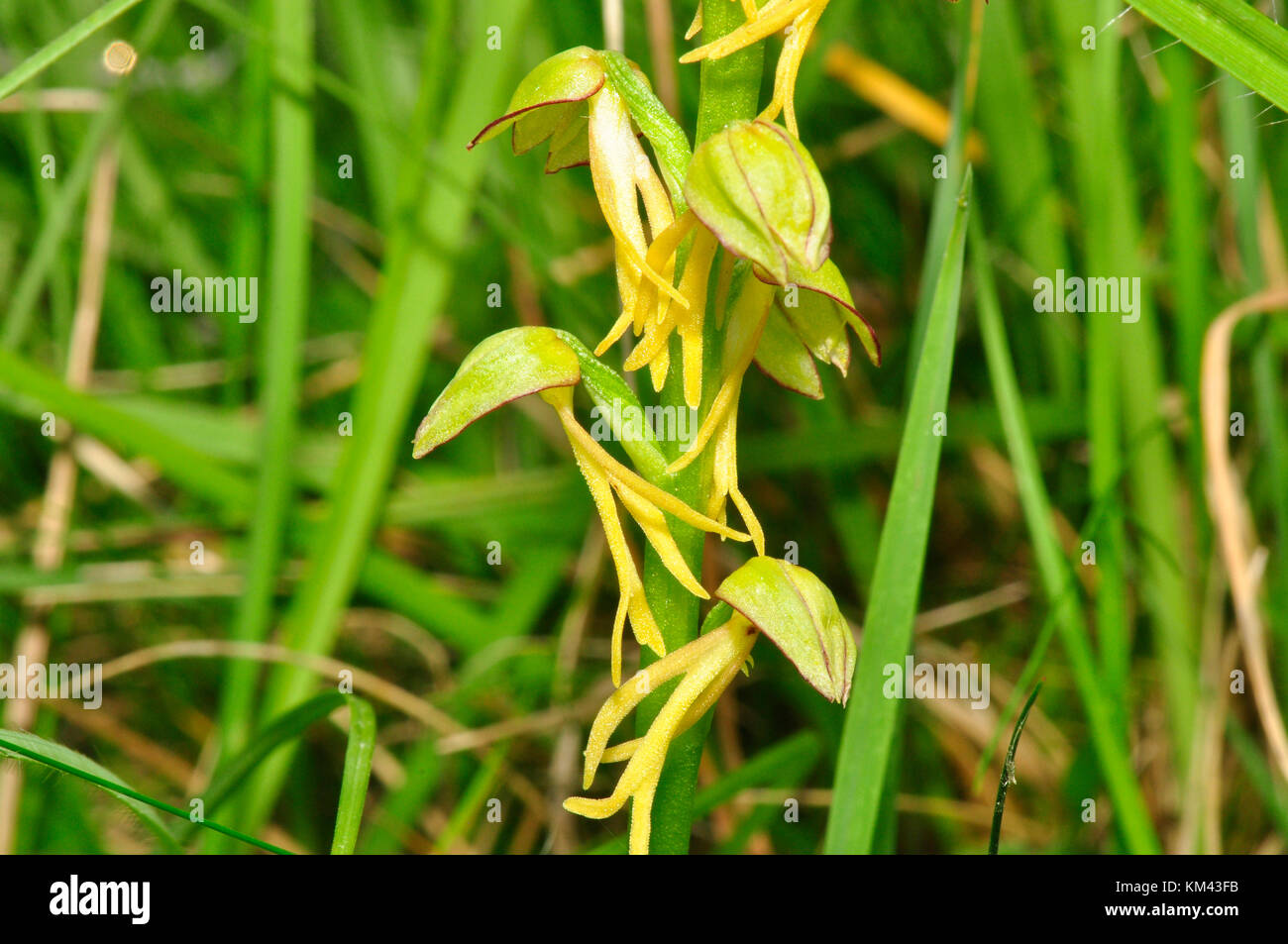 L'uomo,orchidee Orchis anthropophora,vicino fino in via di estinzione, fiori giallo verde, Wiltshire, Regno Unito Foto Stock