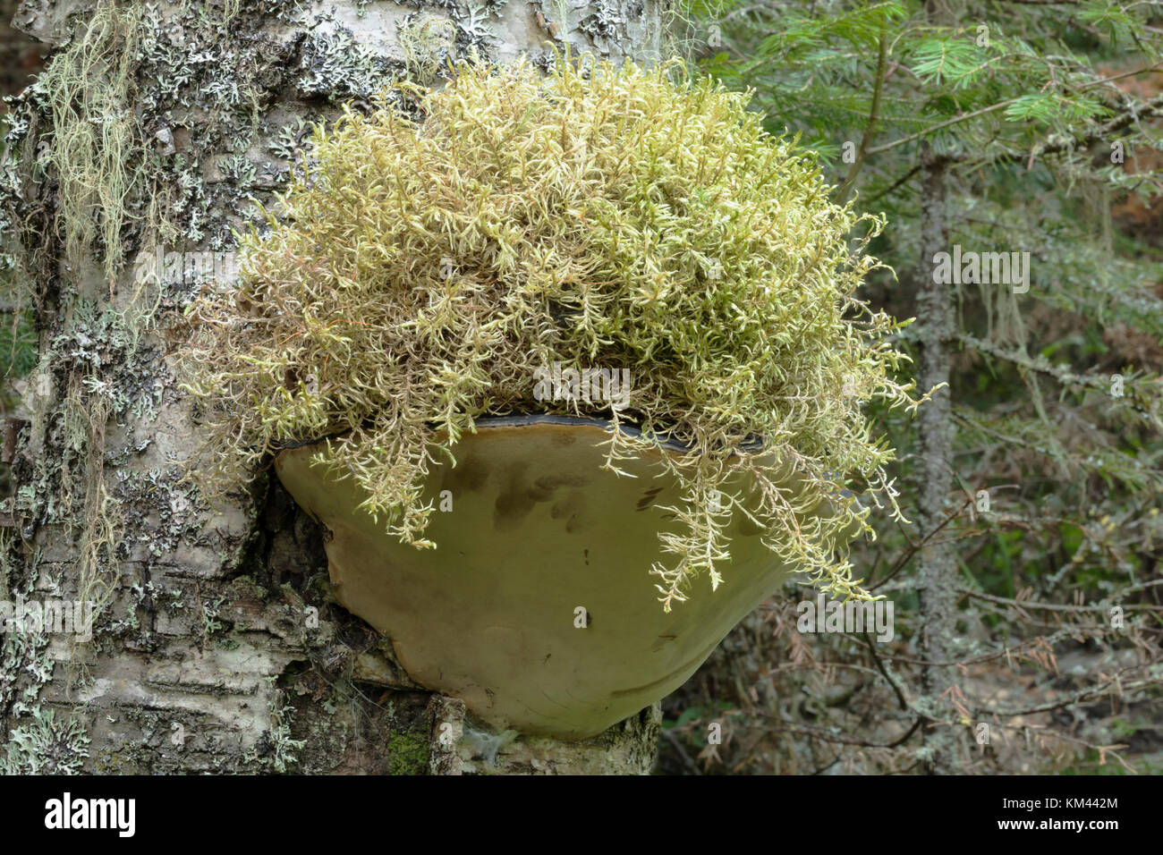 Ripiano funghi che crescono su un tronco di albero, foresta boreale, isola royal national park Foto Stock