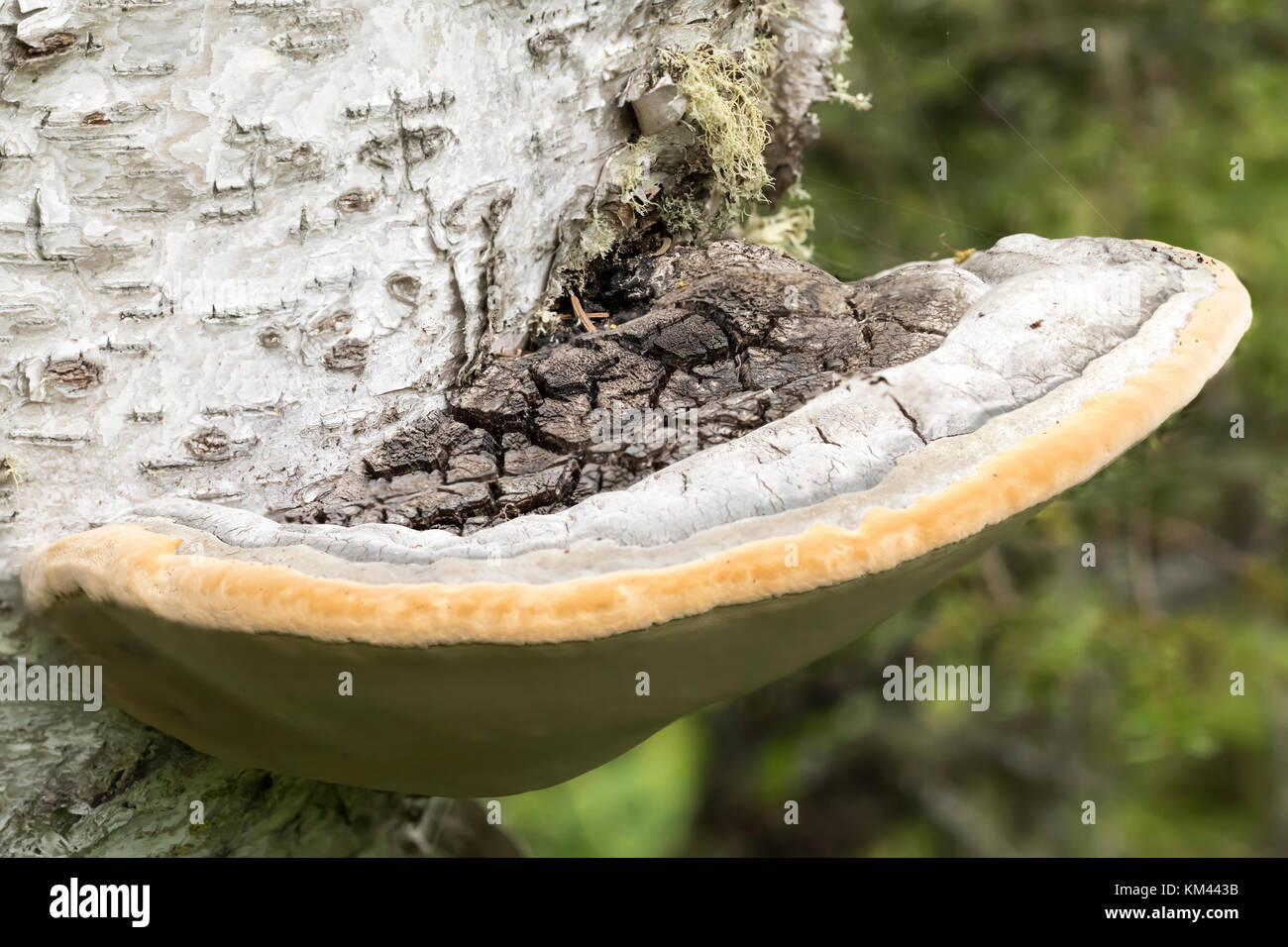 Artista della staffa (ganoderma applanatum) cresce su una betulla in una foresta boreale, isola royal national park Foto Stock
