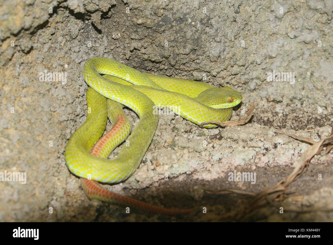Asiatici a labbro bianco Rattlesnakes (Trimeresurus albolabris), a.k.a. A labbro bianco verde albero rattlesnakes Foto Stock