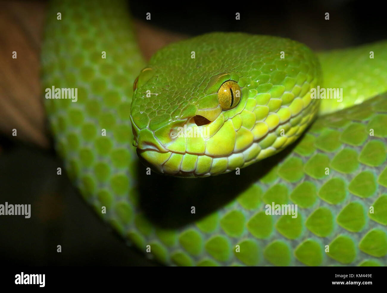 Asiatici a labbro bianco Rattlesnakes (Trimeresurus albolabris), a.k.a. A labbro bianco verde albero rattlesnakes Foto Stock