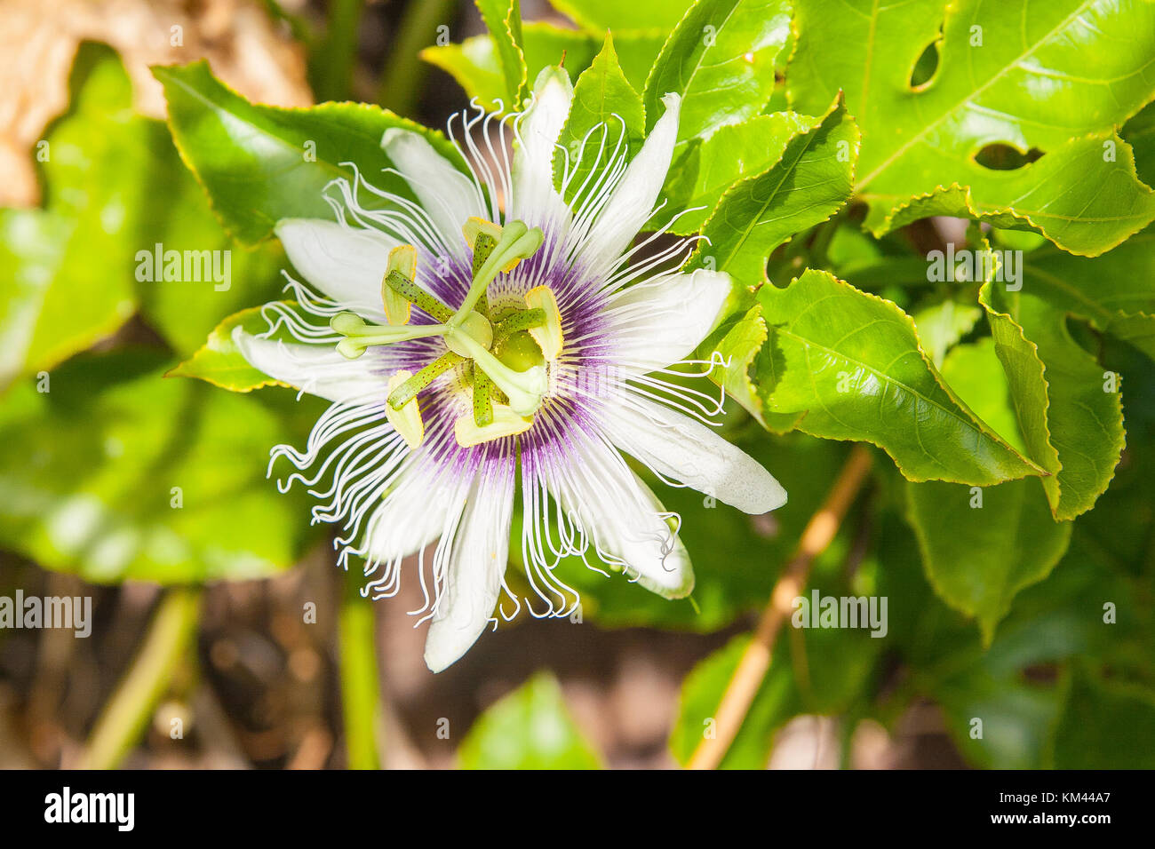 Blume und Blüte a Madeira Foto Stock