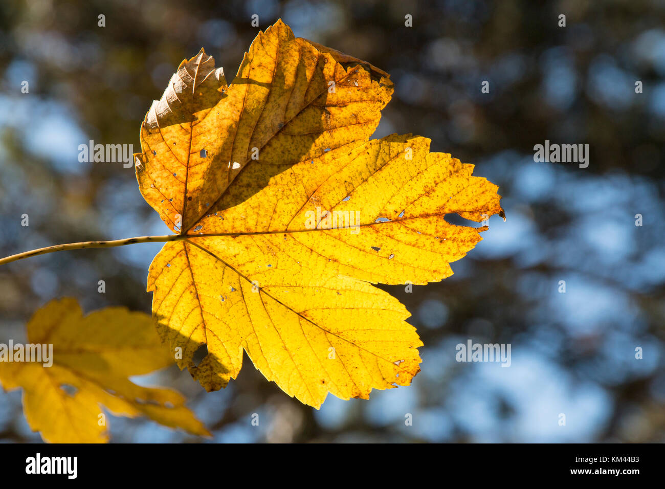 Foglio di autunno Foto Stock