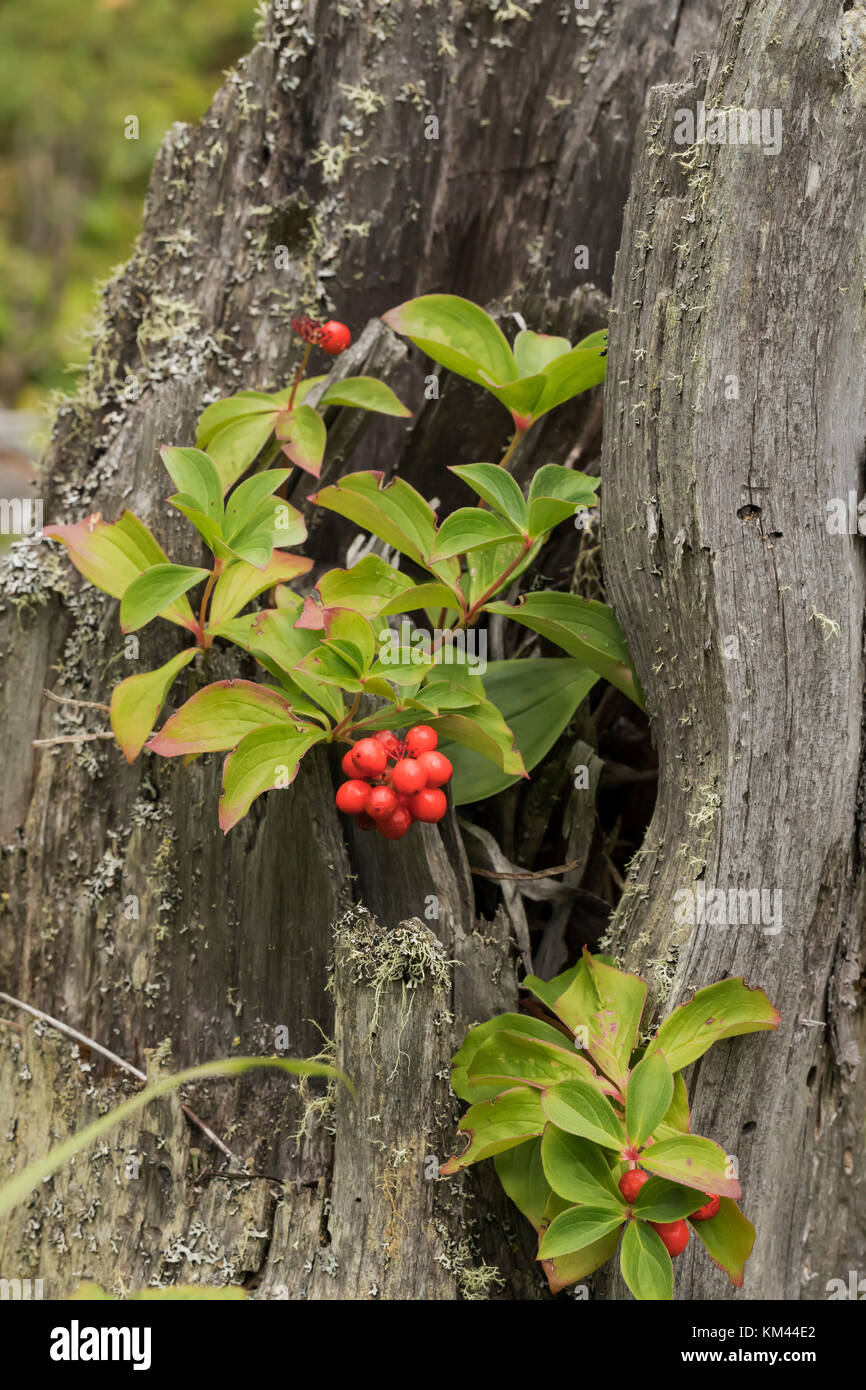 Bunchberry (cornus canadensis) cresce in un ceppo di albero nella foresta boreale, isola royal national park Foto Stock