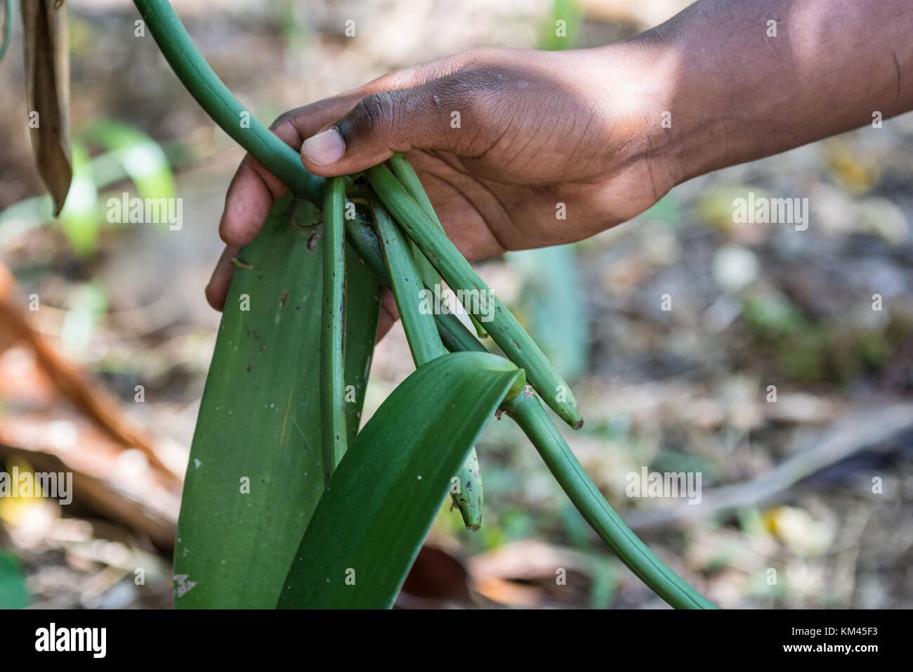 Freschi coltivati di baccelli di vaniglia (Vanilla planifolia) tenuto in una mano del coltivatore malgascio. pangalanes canale, toamasina, Madagascar, africa. Foto Stock