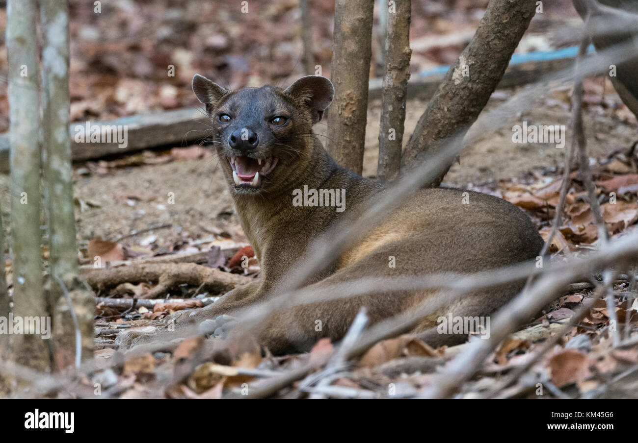 Fossa (cryptoprocta ferox), un gatto-come mammifero carnivore endemica del Madagascar. kirindy forest camp, Madagascar, africa. Foto Stock