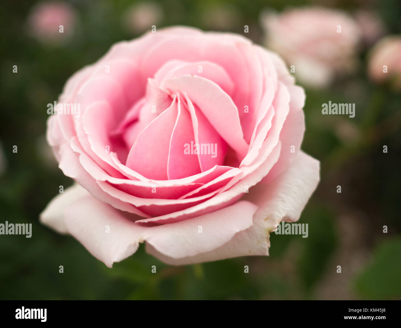 Close up di un pallido rosa rosa Foto Stock
