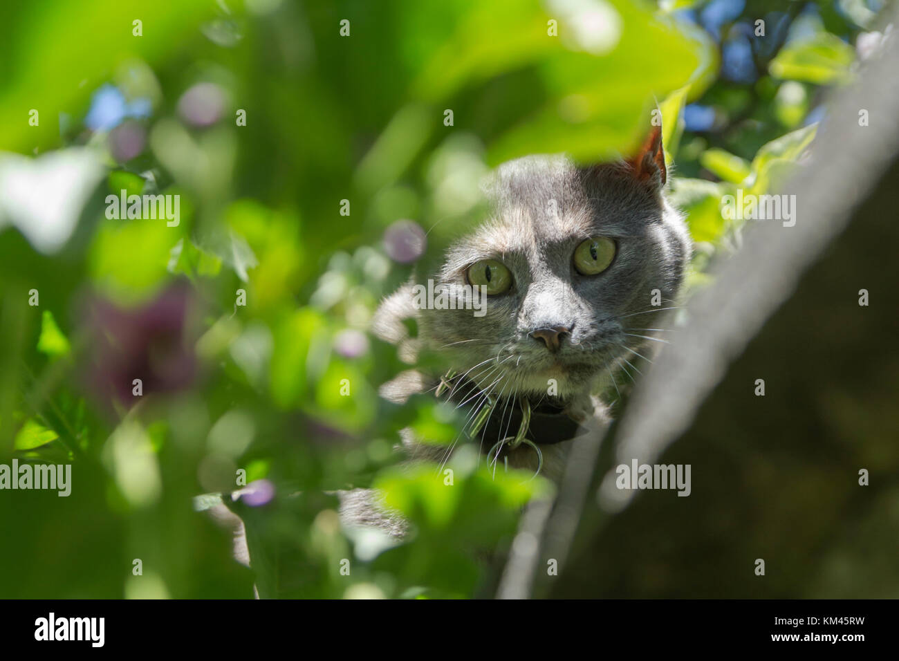 Domingo il gatto, in ombre guarda Foto Stock