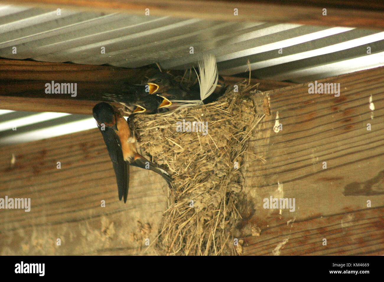 Madre inghiottire l'alimentazione dei neonati nel nido Foto Stock