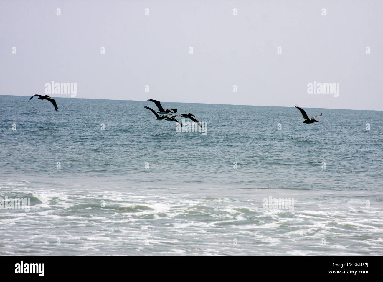 Pellicani battenti acqua oltre a Virginia Beach Foto Stock