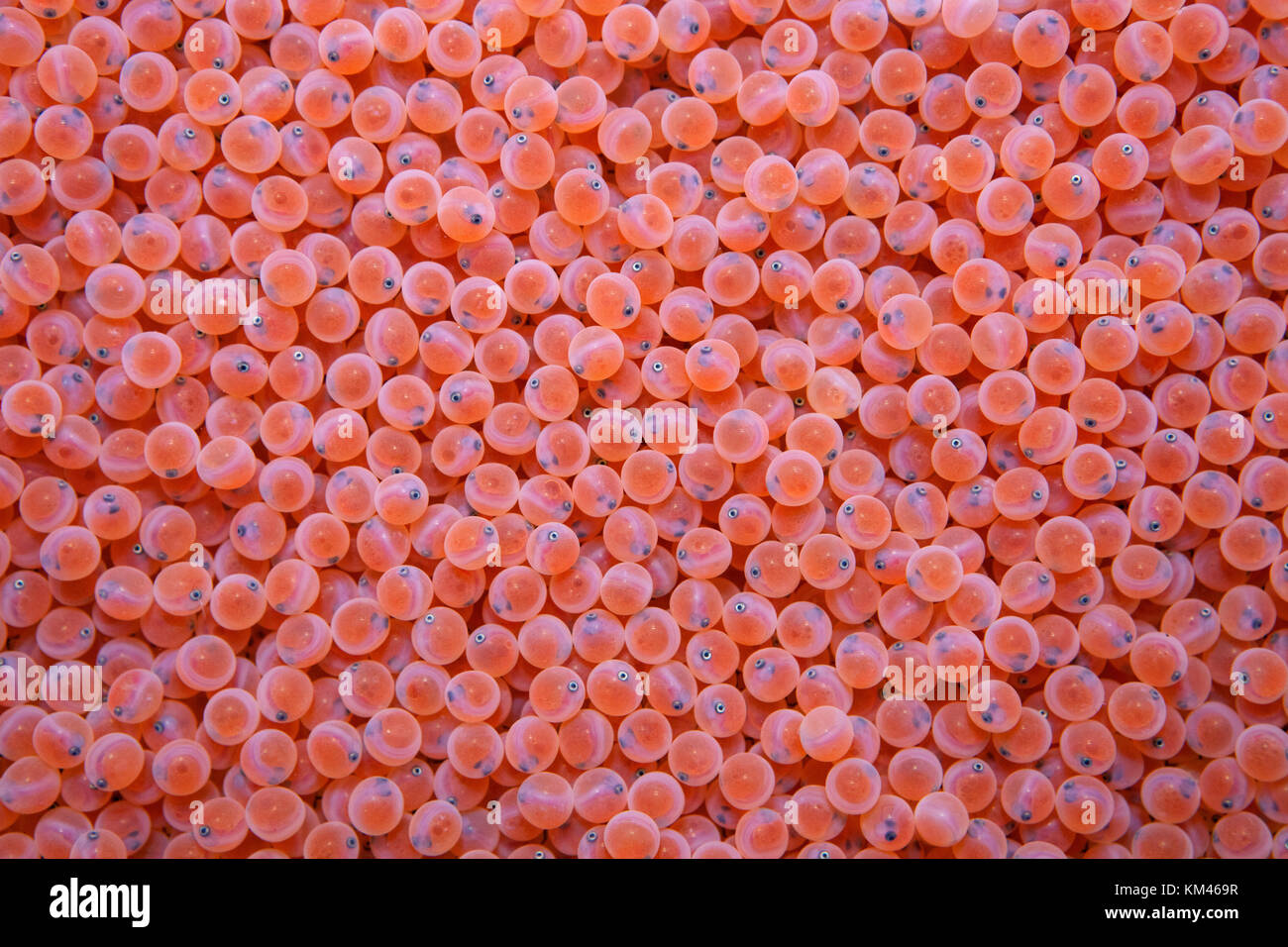 Uova di salmone Chinook (Oncorhynchus tshawytscha) con occhi visibili in un vivaio, che mostrano un vibrante colore arancione durante lo sviluppo iniziale. Foto Stock Uova di salmone Chinook (Oncorhynchus tshawytscha) con occhi visibili in un vivaio, che mostrano un vibrante colore arancione durante lo sviluppo iniziale. Foto Stock