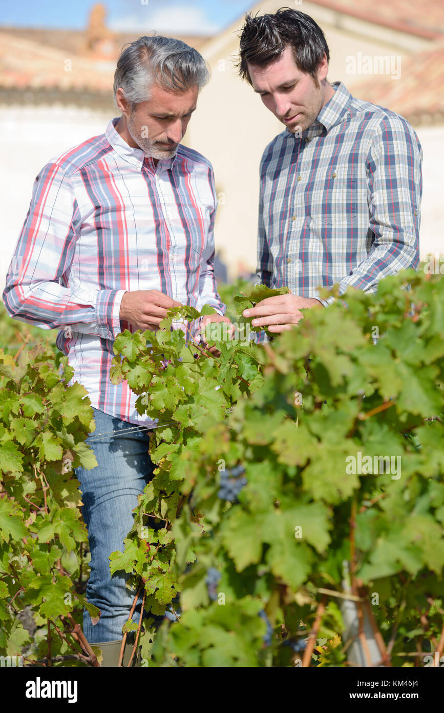 Vintners in paglia francese esaminando l'uva durante la vendemmia Foto Stock