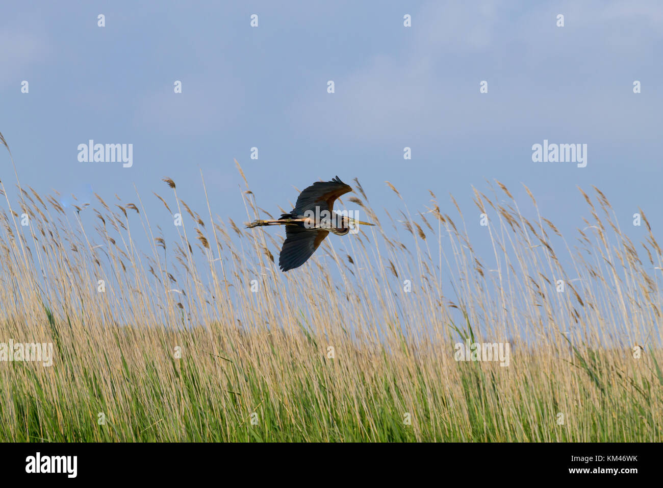 Airone rosso vicino fino dal fiume Po laguna, Italia. Per gli uccelli migratori. Natura italiana Foto Stock