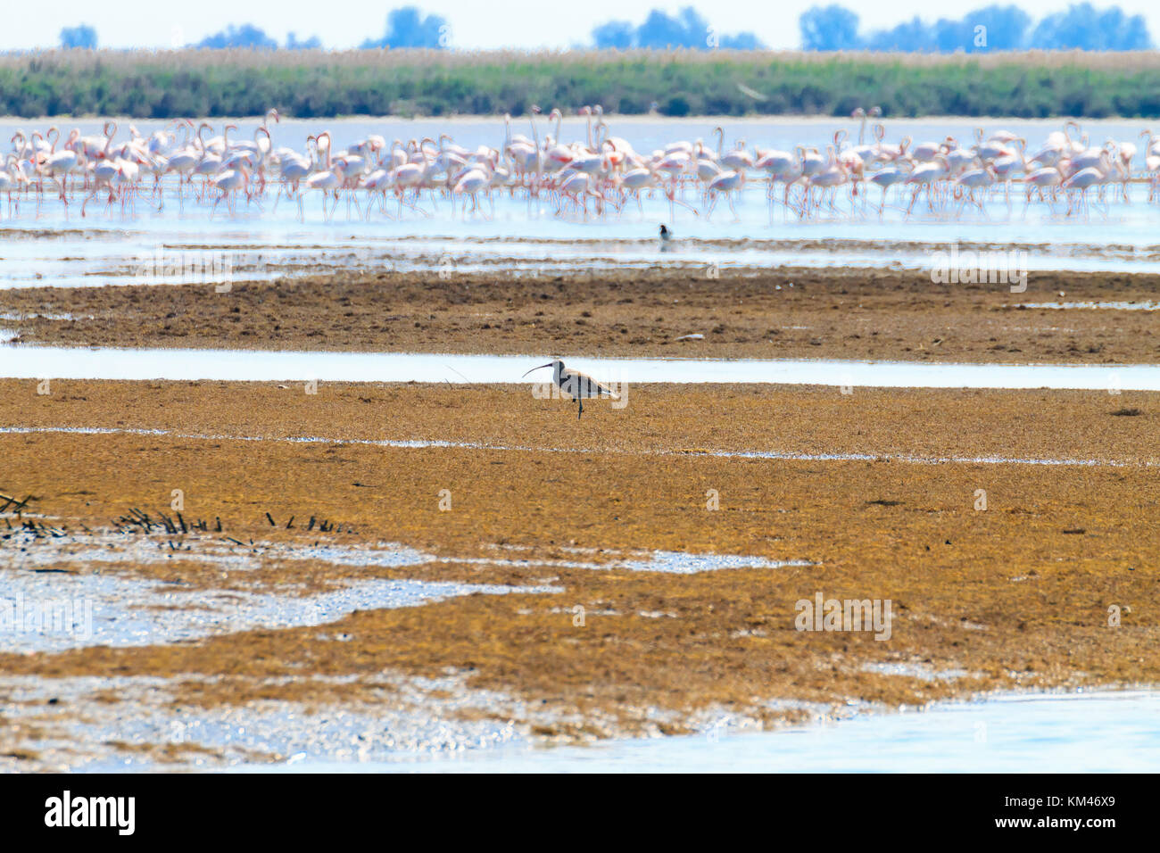 Stormo di fenicotteri rosa da "Delta del Po' laguna, Italia. Panorama della natura Foto Stock