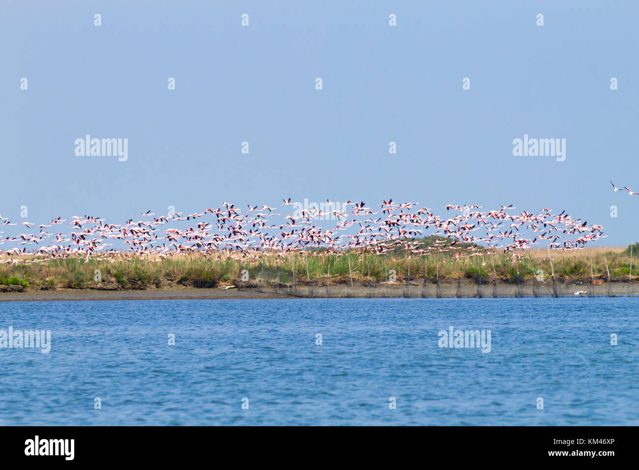Stormo di fenicotteri rosa da "Delta del Po' laguna, Italia. Panorama della natura Foto Stock