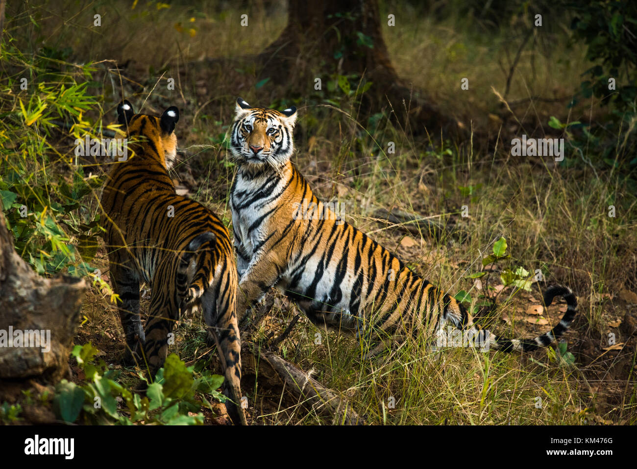 Una tigre del Bengala da bandhavgarh national park, India Foto Stock