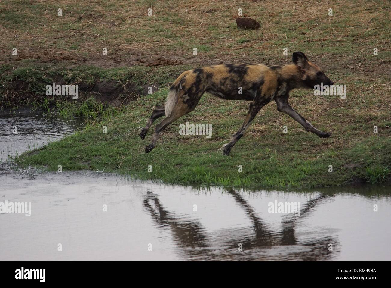 Wild o dipinto di cane Foto Stock