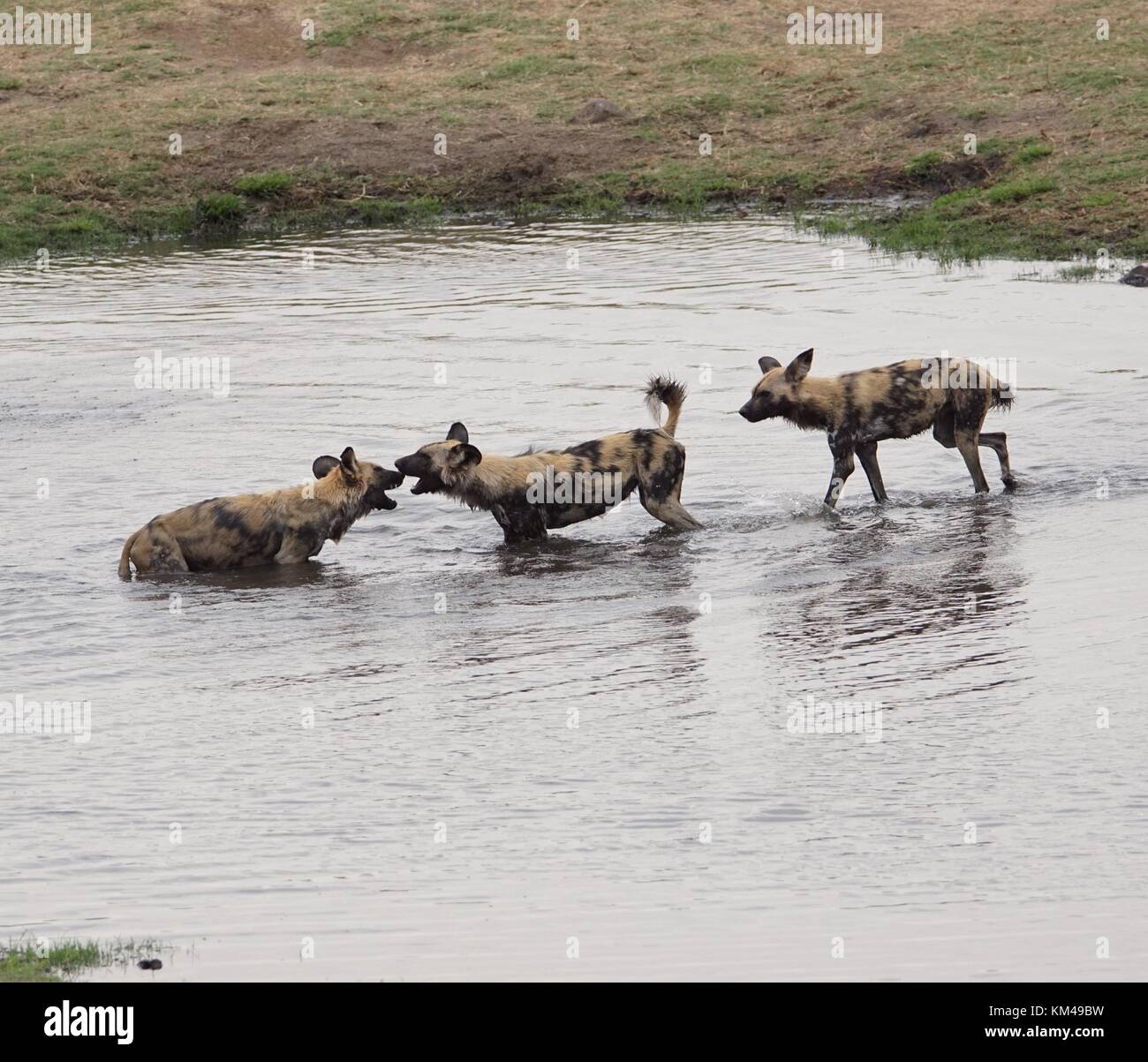 Wild o dipinto di cane Foto Stock
