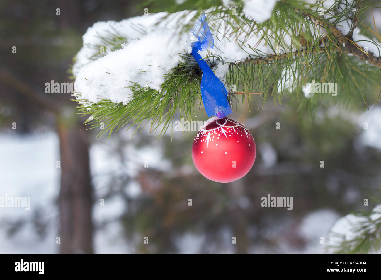 In inverno la foresta ramo di pino festa di Natale pallina rossa con nastro blu Foto Stock