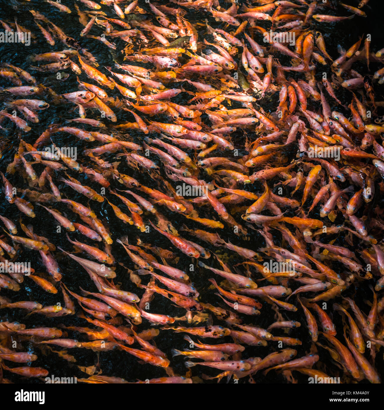 Scuola di goldfishes, Madu Ganga, Sri Lanka Foto Stock