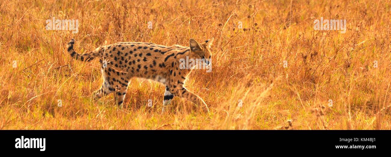 Serval gatto (Leptailurus serval) camminando attraverso l'erba di savana caccia per preda. Preso all'interno del parco nazionale del Serengeti, Tanaznia Foto Stock