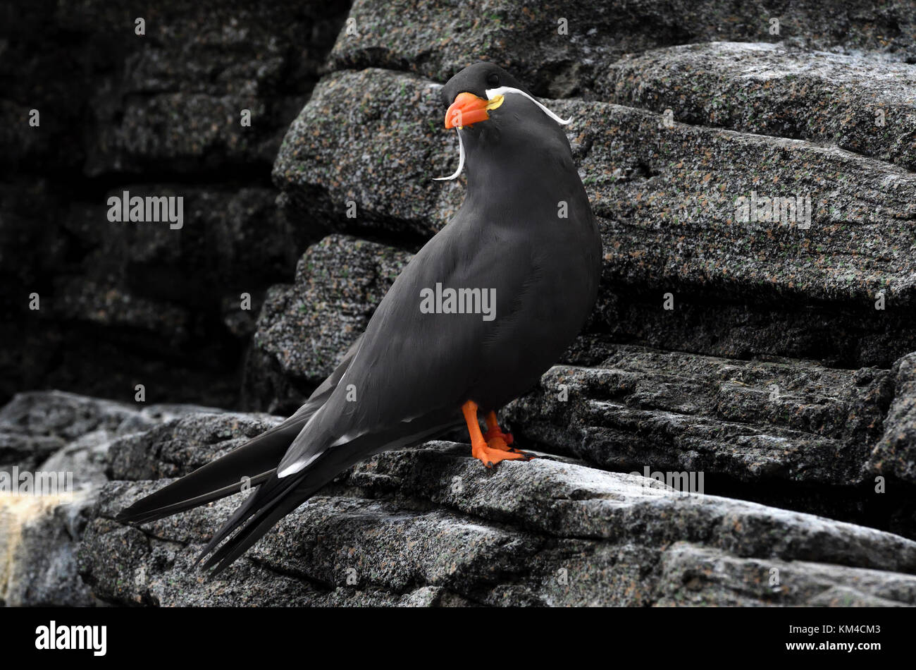 Inca tern;larosterna inca;Lisbon Oceanarium;PORTOGALLO Foto Stock